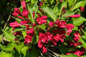 Close-Up of Weigela Shrub