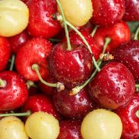 Close up of yellow and red cherries