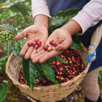 Hands holding cherries