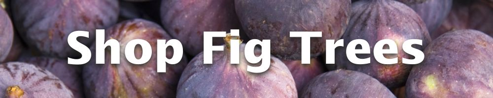 Shop Fig Trees