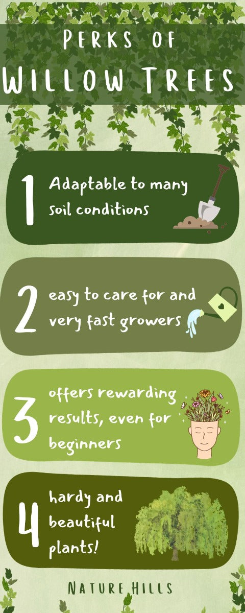 Perks of Willow Trees Infographic