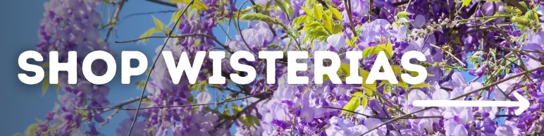 Shop Wisteria Trees