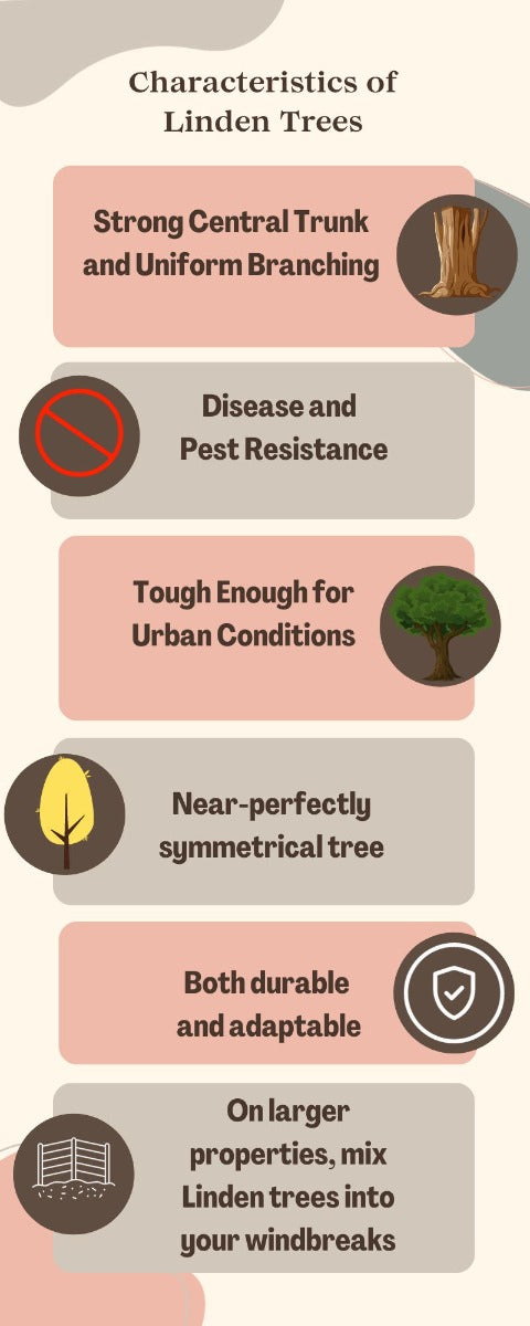 Linden Tree Infographic