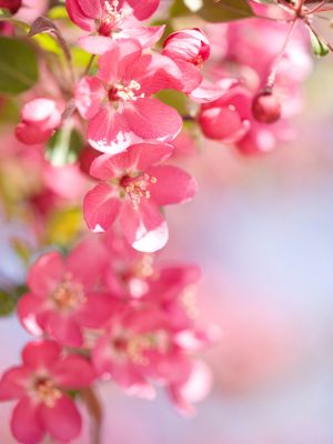 Crabapple Flowers