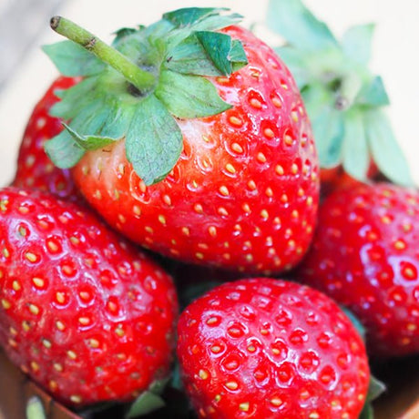 Albion Everbearing Strawberry Plant - Nature Hills Nursery - 10 Pack Bareroot - 