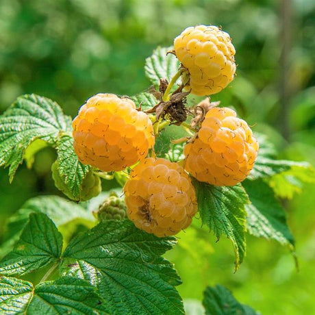 Anne Raspberry Bush - Nature Hills Nursery - Sprinter Pot - 