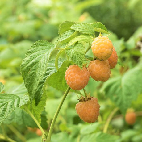 Anne Raspberry Bush - Nature Hills Nursery - Sprinter Pot - 