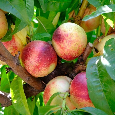Arctic Jay Nectarine Tree - Nature Hills Nursery - Paper Pot 4 - 5 Feet - 