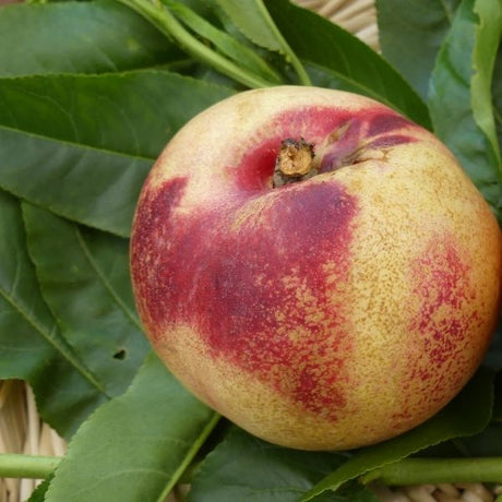 Arctic Jay Nectarine Tree - Nature Hills Nursery - Paper Pot 4 - 5 Feet - 