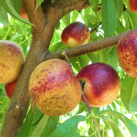 Arctic Rose White Nectarine Tree - Nature Hills Nursery - Paper Pot 4 - 5 Feet - 
