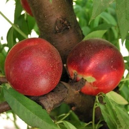 Arctic Rose White Nectarine Tree - Nature Hills Nursery - Paper Pot 4 - 5 Feet - 