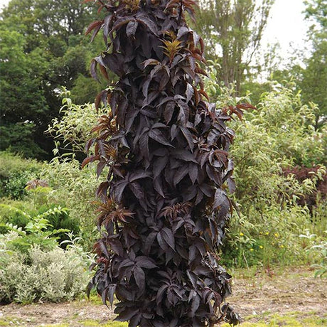 Black Tower&trade; Elderberry - Nature Hills Nursery - #3 Container - 