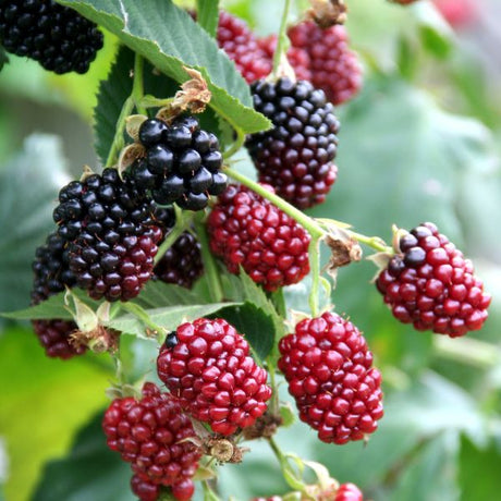 Boysenberry - Nature Hills Nursery - #1 Container - 