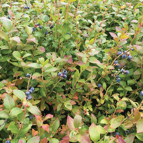 Brunswick Blueberry Bush - Nature Hills Nursery - #1 Container - 