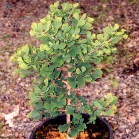 Buddy Dwarf Male Ginkgo - Nature Hills Nursery - #1 Container - 