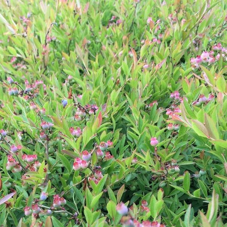 Burgundy Blueberry Bush - Nature Hills Nursery - #2 Container - 