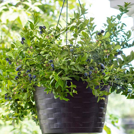 Bushel & Berry&reg; Midnight Cascade&reg; Bush - Nature Hills Nursery - #1 Container - 