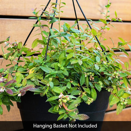 Bushel & Berry&reg; Sapphire Cascade&reg; Blueberry - Nature Hills Nursery - #1 Container - 