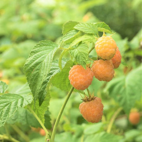 Cascade Gold Raspberry Bush - Nature Hills Nursery - #1 Container - 