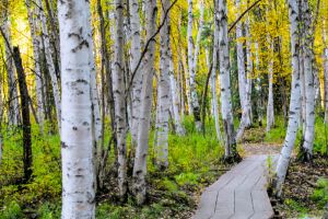 Birch tree in fall