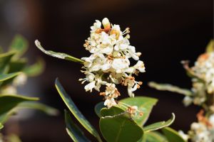 White Flowers