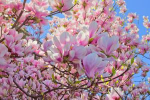 Pink Magnolia  Trees
