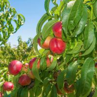 Nectarines