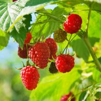 Rasberries on a branch