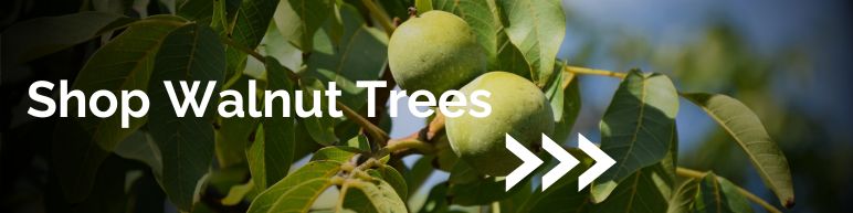 Shop Willow Trees