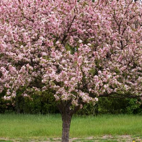 Coralburst&reg; Flowering Crabapple Tree - Nature Hills Nursery - #7 Container - 
