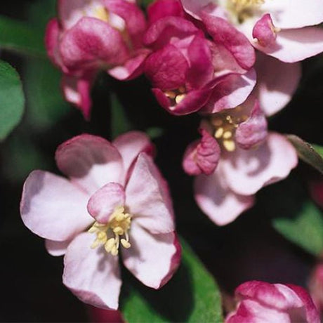 Coralburst&reg; Flowering Crabapple Tree - Nature Hills Nursery - #7 Container - 