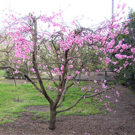 Double Delight Nectarine Tree - Nature Hills Nursery - Paper Pot 4 - 5 Feet - 