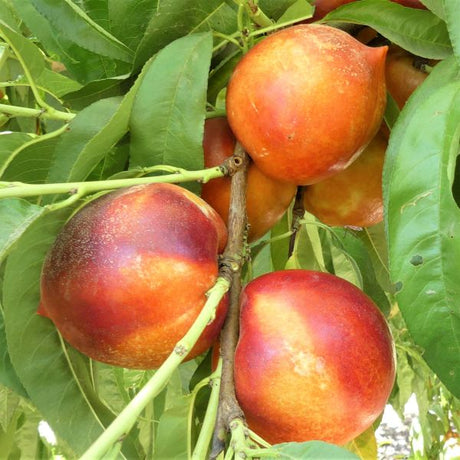 Double Delight Nectarine Tree - Nature Hills Nursery - Paper Pot 4 - 5 Feet - 
