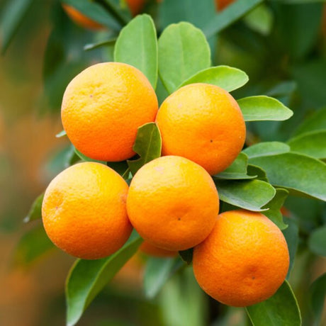Dwarf Brown Select Satsuma Tree - Nature Hills Nursery - 4x4x11 Inch Container - 