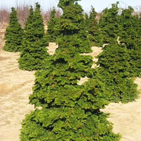 Dwarf Hinoki False Cypress - Nature Hills Nursery - #2 Container - 