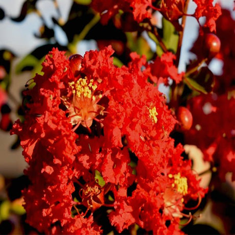 Dynamite&reg; Crape Myrtle Shrub - Nature Hills Nursery - #5 Container 2 - 3 Feet Shrub Form - 