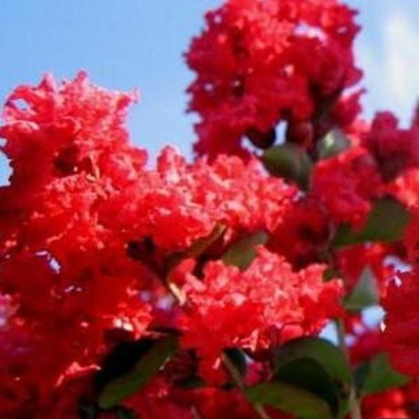 Dynamite&reg; Crape Myrtle Shrub - Nature Hills Nursery - #5 Container 2 - 3 Feet Shrub Form - 