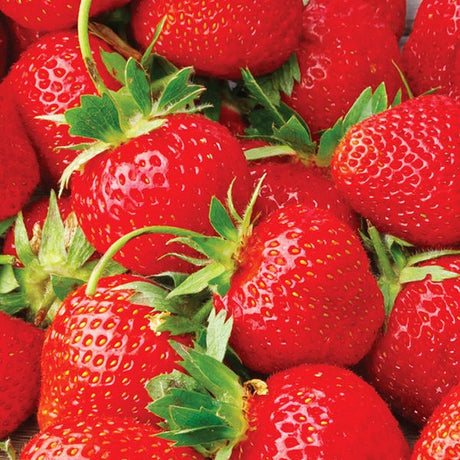 Eclair June - Bearing Strawberry Plant - Nature Hills Nursery - 10 Pack Bareroot - 