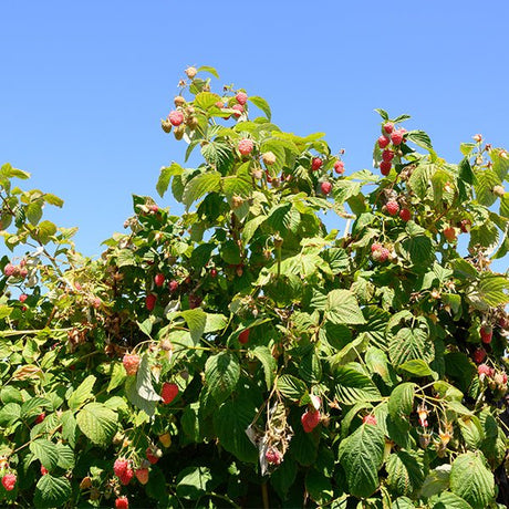 Encore Raspberry Bush - Nature Hills Nursery - #1 Container - 