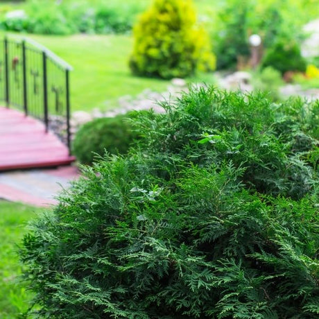Evergreen Bushes - Nature Hills Nursery
