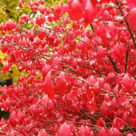 Fall Color Bushes - Nature Hills Nursery
