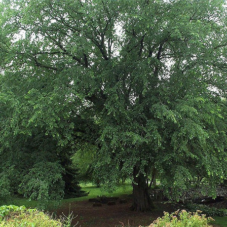 First Editions&reg; St Croix&trade; American Elm - Nature Hills Nursery - 5 - 6 Feet Bareroot - 