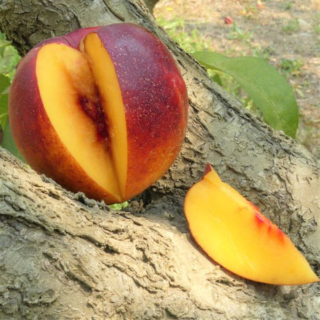 Flavor Gold Nectarine Tree - Nature Hills Nursery - 4 - 5 Feet Bareroot - 