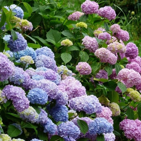 Flowering Bushes - Nature Hills Nursery