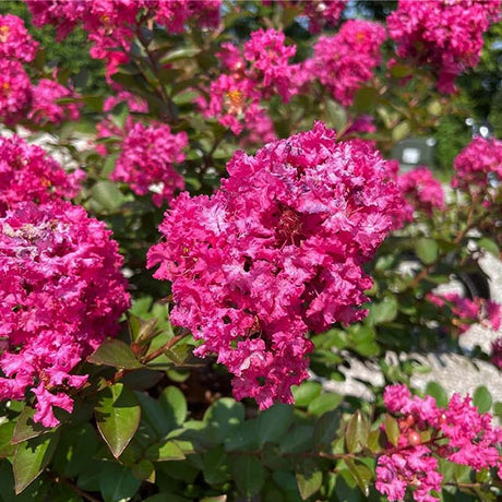 GreatMyrtle&trade; Cherry Delight Crape Myrtle Shrub - Nature Hills Nursery - #3 Container - 