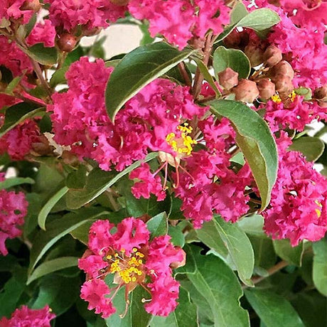 GreatMyrtle&trade; Cherry Delight Crape Myrtle Shrub - Nature Hills Nursery - #3 Container - 