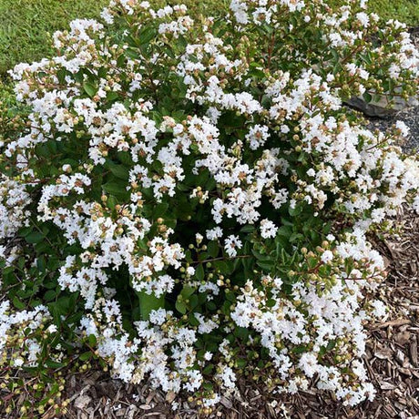 GreatMyrtle&trade; French Vanilla Crape Myrtle Shrub - Nature Hills Nursery - #3 Container - 