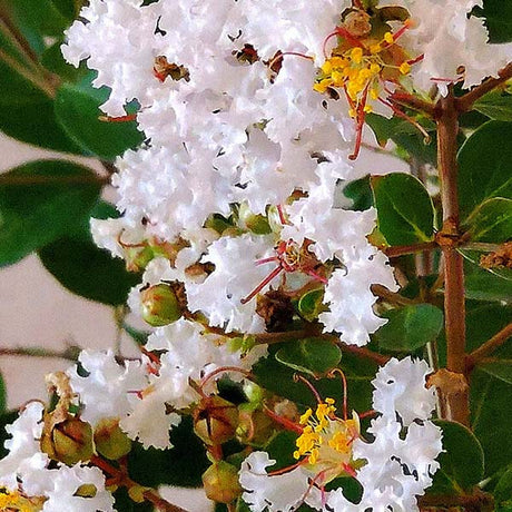 GreatMyrtle&trade; French Vanilla Crape Myrtle Shrub - Nature Hills Nursery - #3 Container - 