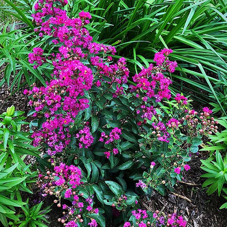 GreatMyrtle&trade; Red Velvet Crape Myrtle Shrub - Nature Hills Nursery - #3 Container - 
