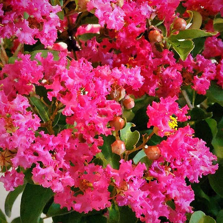 GreatMyrtle&trade; Red Velvet Crape Myrtle Shrub - Nature Hills Nursery - #3 Container - 